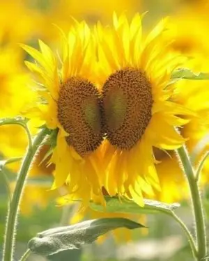 Английский язык, обучение